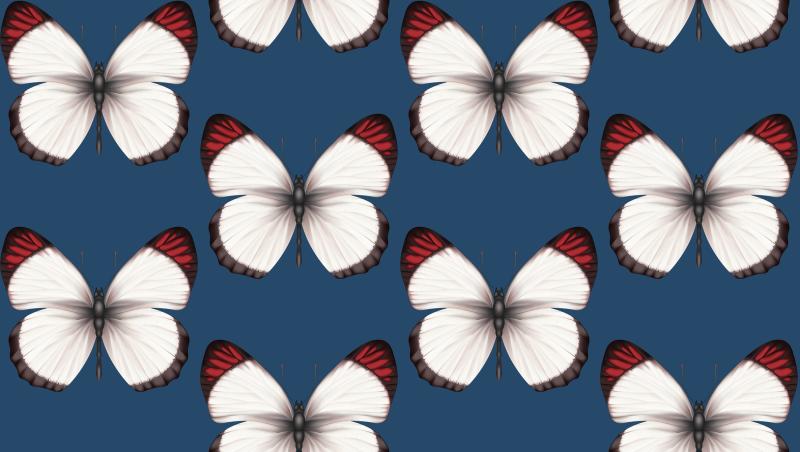 Andrea Rossi Cheradi 54401-8