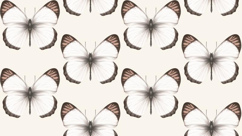 Andrea Rossi Cheradi 54401-2